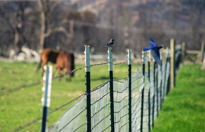 Picture, birds and horses 